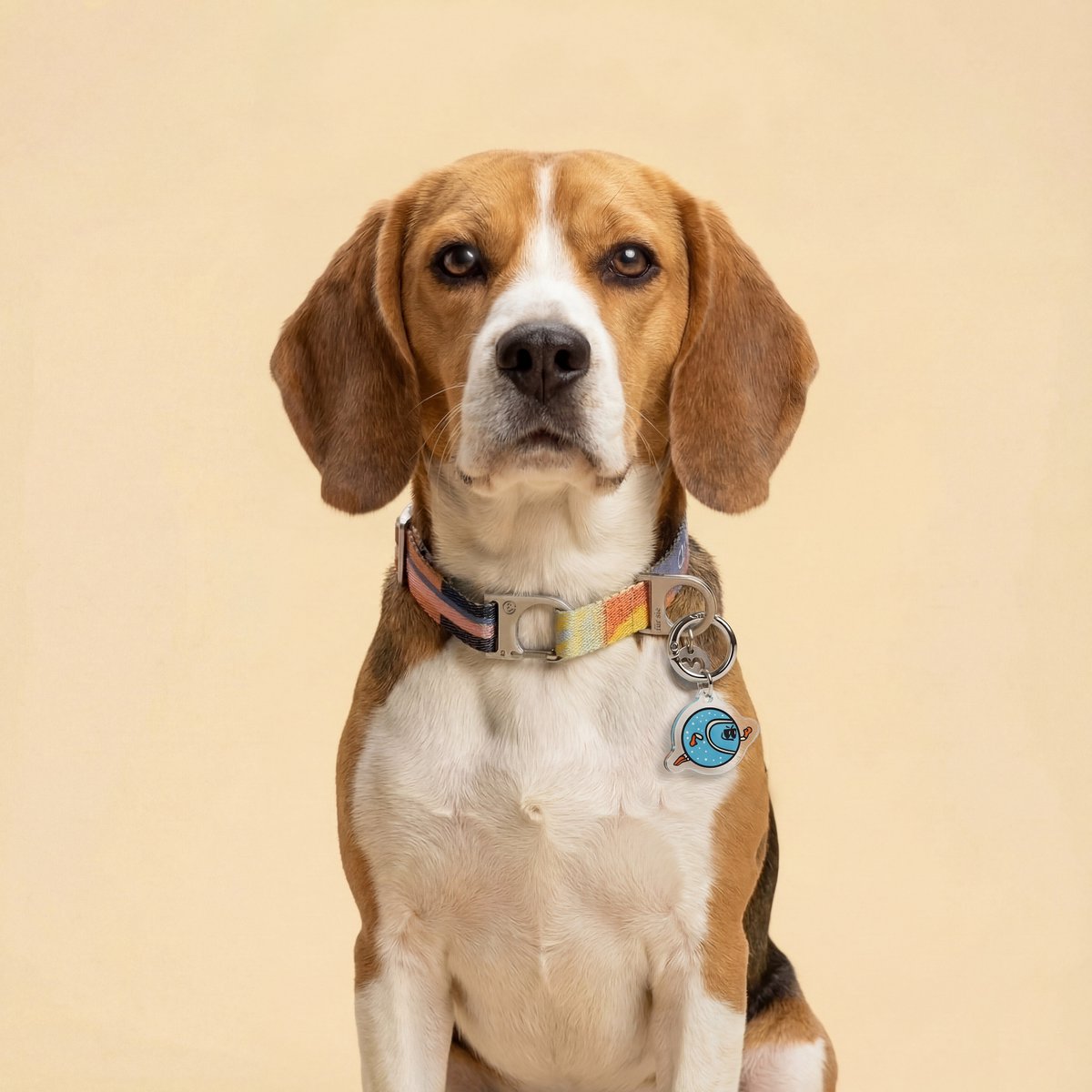 De apporteerhond-charme