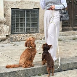 Multifunction Dog Leash - Midsummer