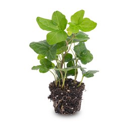 Green leafy plant in a brown paper bag-like planter. Ivy-like leaves with heart-shaped patterns. Suitable for indoor or outdoor display.