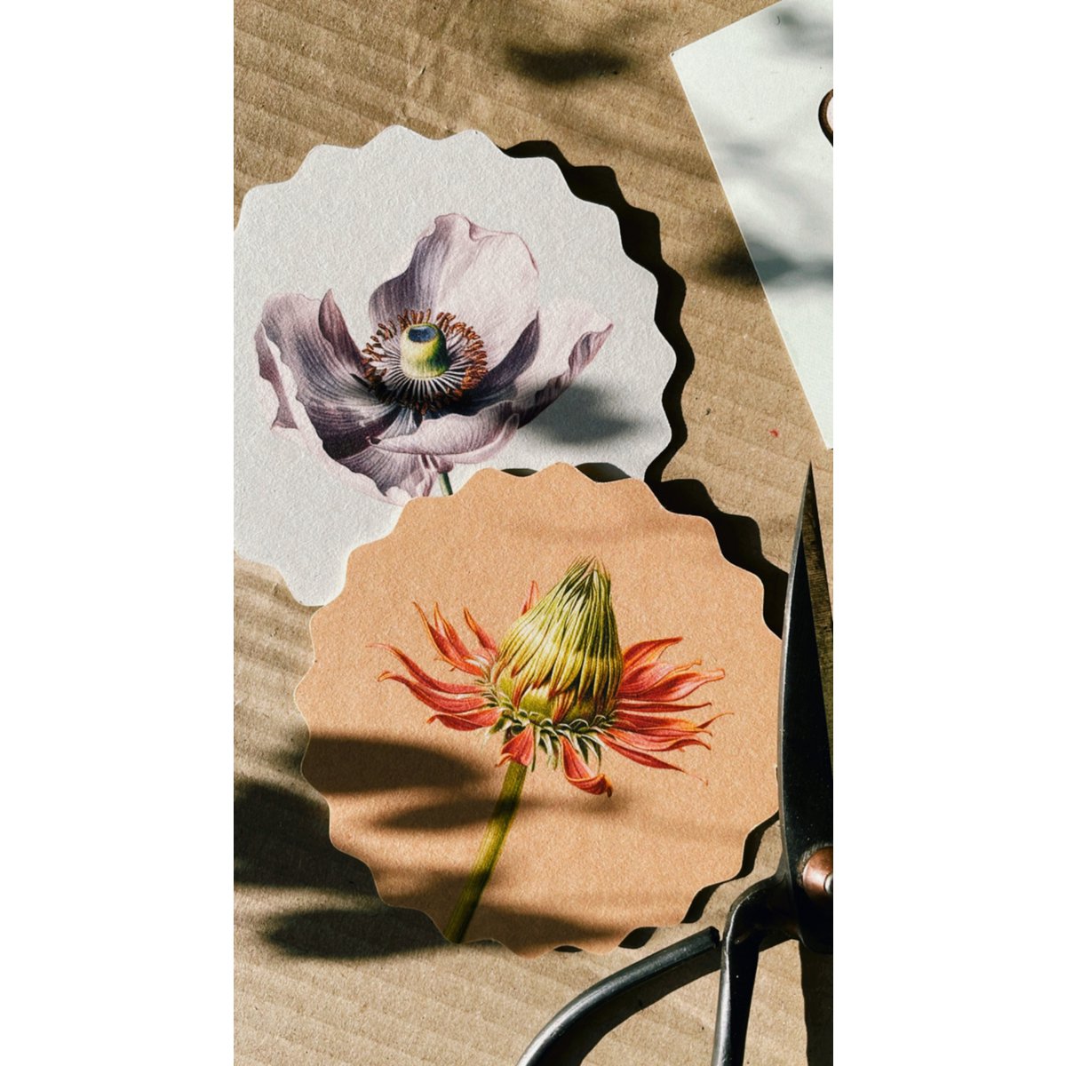 Sous-verres 10 motifs fleurs - 12 sets