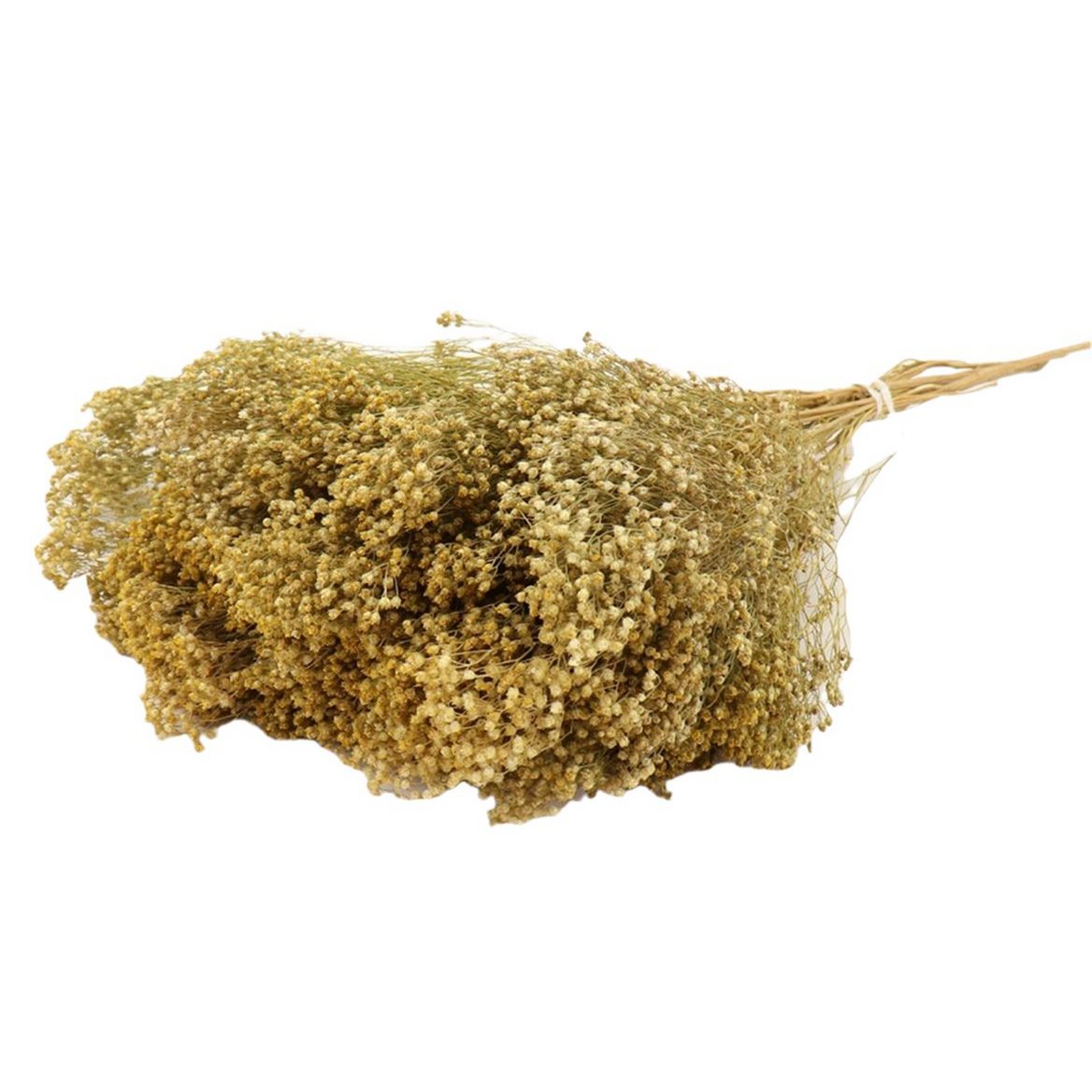 Escoba Bloom, 50cm, natural