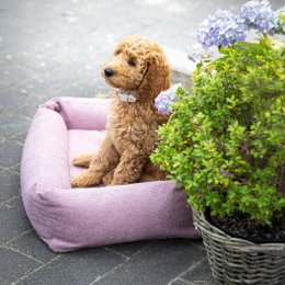 TUDOR ORTHO | Premium Orthopedic Dog Bed