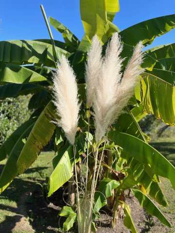 Natural Pampas Grasses X10