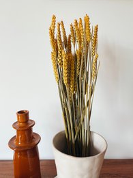 Weizengelbe Trockenblumen