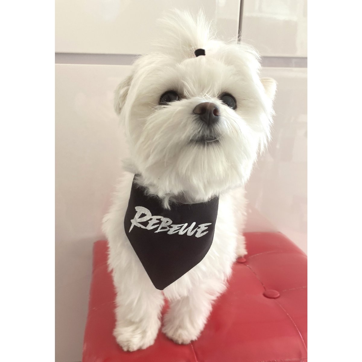 Zwart-witte "rebel" omkeerbare bandana