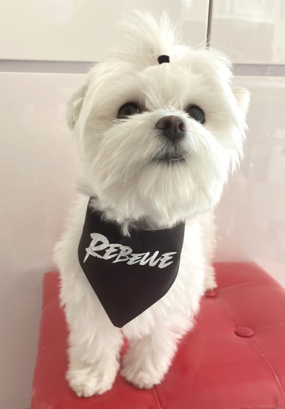 Bandana réversible "rebelle" noir & blanc
