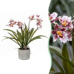 Planta artificial - Orquídea - Burdeos - 45cm