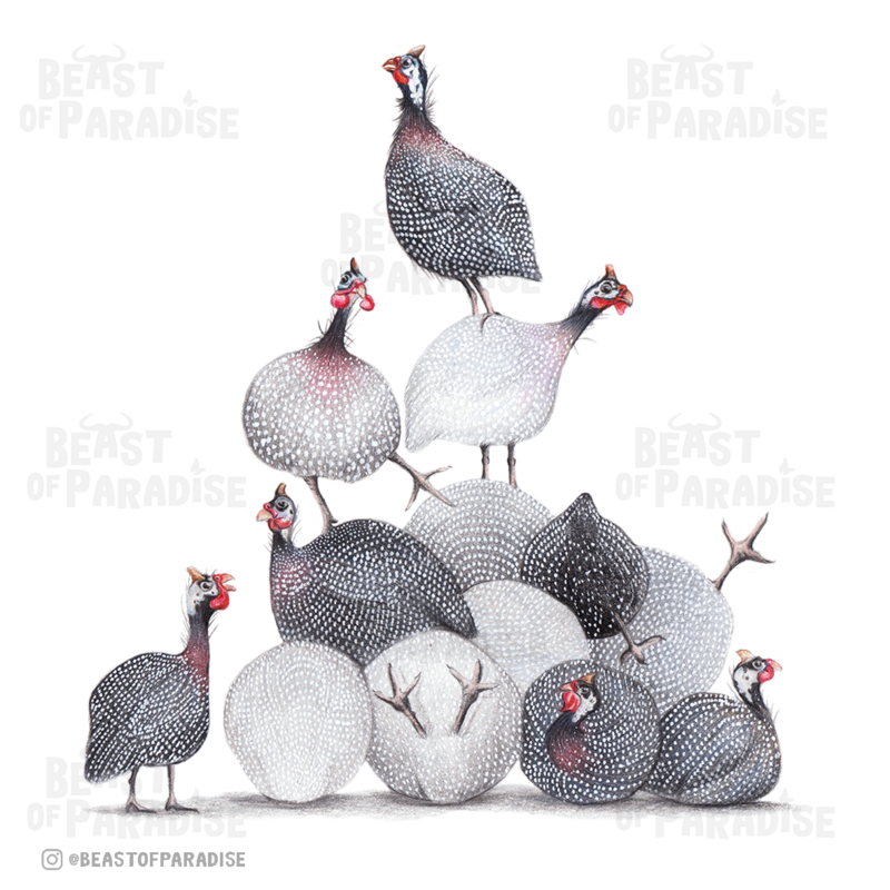 Funny Guinea Fowls - Greeting Card, 13 x 13 cm, Birds, Cards