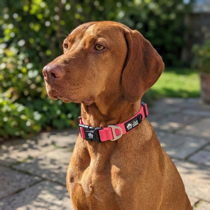 Waterproof collar Neon pink