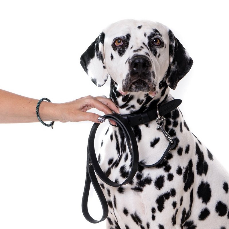 No fuss dog leash | Black