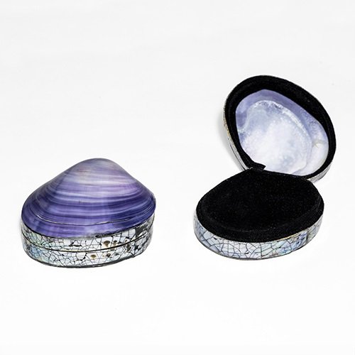Muschelkiste III
