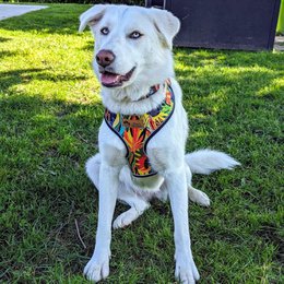 Tropical Classic Harness