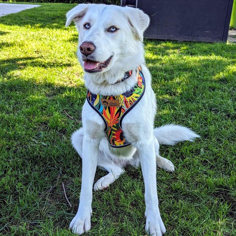 Tropical Classic Harness