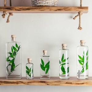 The Herbarium - submerged green Ruscus plant