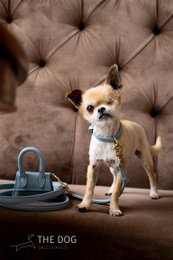 Collare per cani in pelle di lusso con targhetta per il nome - Classico - Azzurro