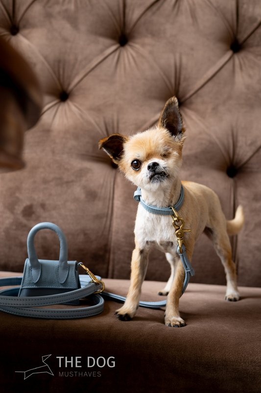 Collare per cani in pelle di lusso con targhetta per il nome - Classico - Azzurro