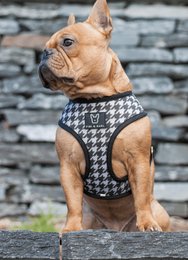 2-in-1 dog harness FK