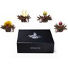 Magnetbox 6er Set ErblühTeelini Schwarztee