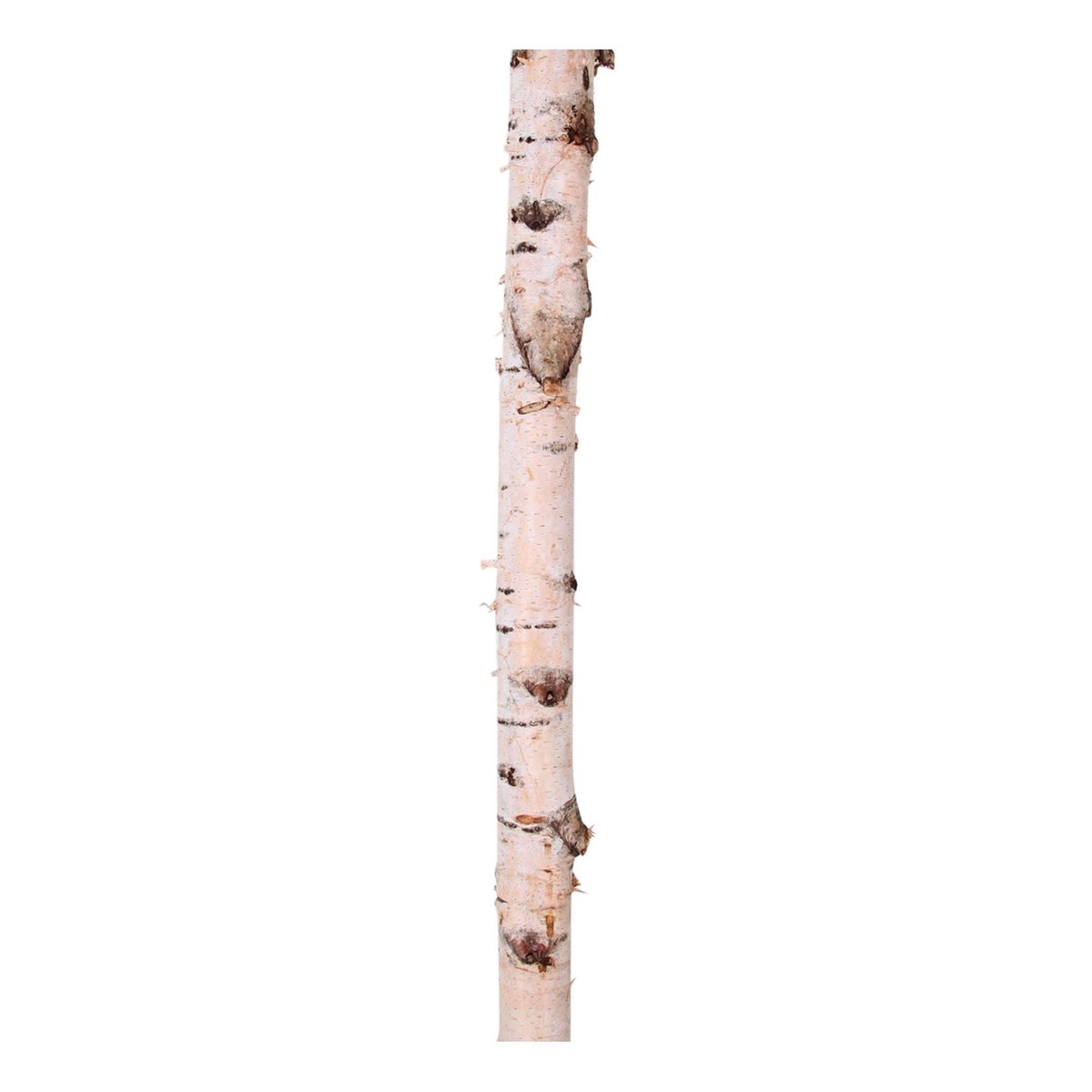 Birkenstamm - 100x6cm