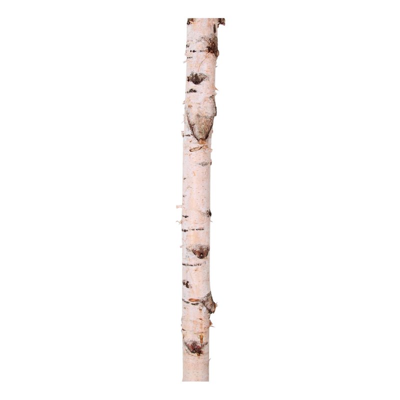 Tronco di betulla - 100x6 cm