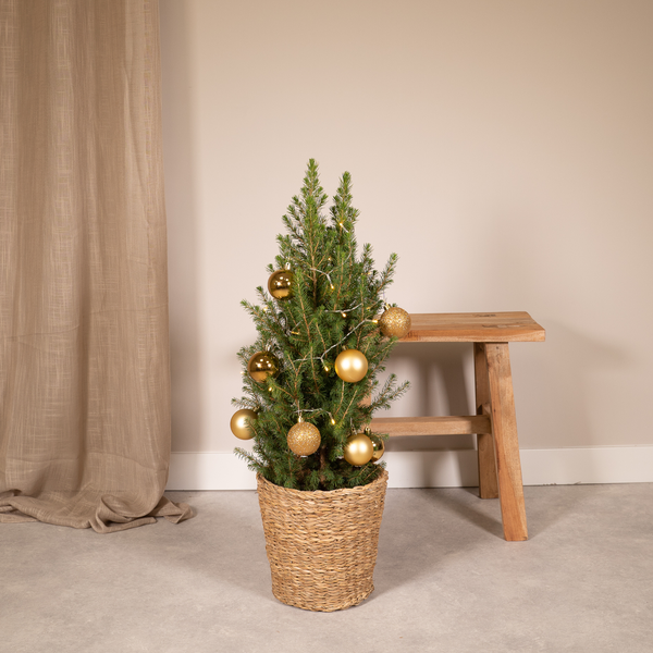 Picea Glauca Conica - Ø21cm - ↕80cm - Gold - Ø21 - ↨80cm