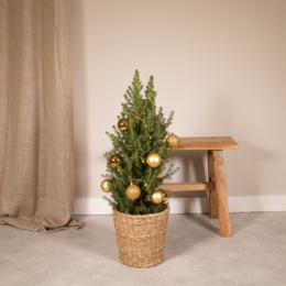 Picea glauca conica - ø21cm - ↕80 cm - guld - Ø21 - ↨80 cm