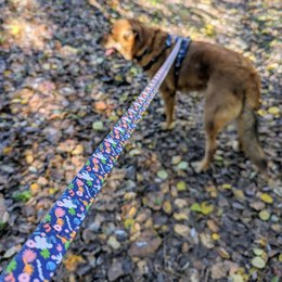 Dyb agua hundesnor