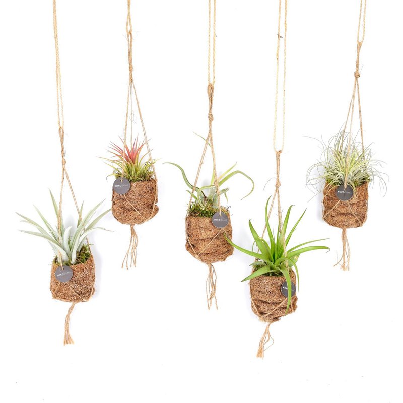 Kokodama Birdnest Tillandsia Mix - 5 pièces - Ø7cm - ↕5cm