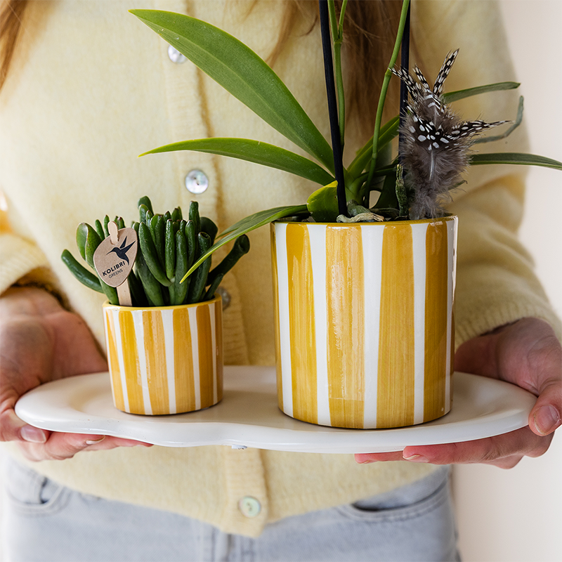 Colibr Orchideen | Gelbe Phalaenopal Orchidee - Albeng + Lackierter Streifen Topf gelb - Potmate Ø9cm | -Anlaboranlage - frisch vom Züchter aus