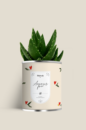 Large model cactus plant in a patterned ceramic pot with floral design.