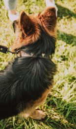 Collar per cani in pelle morbida dal marchio di cuccioli soffici, rivetti decorativi tra cui scegliere, made a mano!