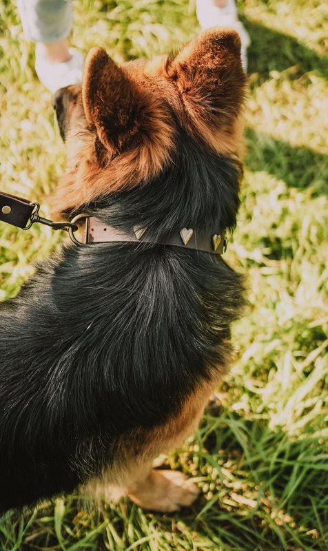 Collar per cani in pelle morbida dal marchio di cuccioli soffici, rivetti decorativi tra cui scegliere, made a mano!