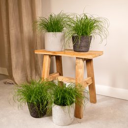 Cyperus Alternifolius - 4 stuks - ø12cm - ↕20cm