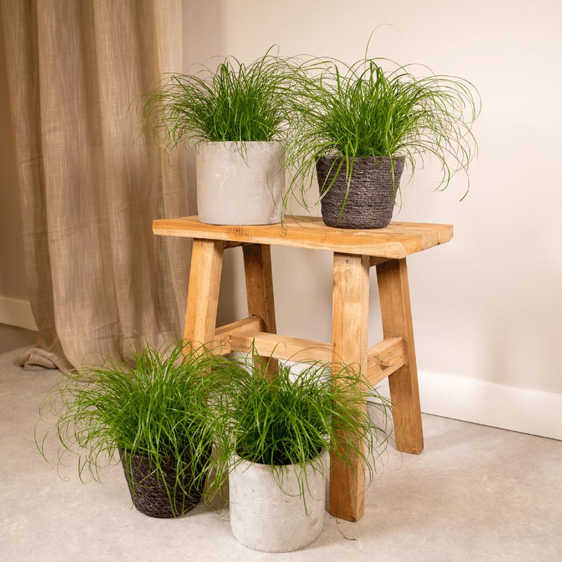Cyperus Alternifolius - 4 stuks - ø12cm - ↕20cm