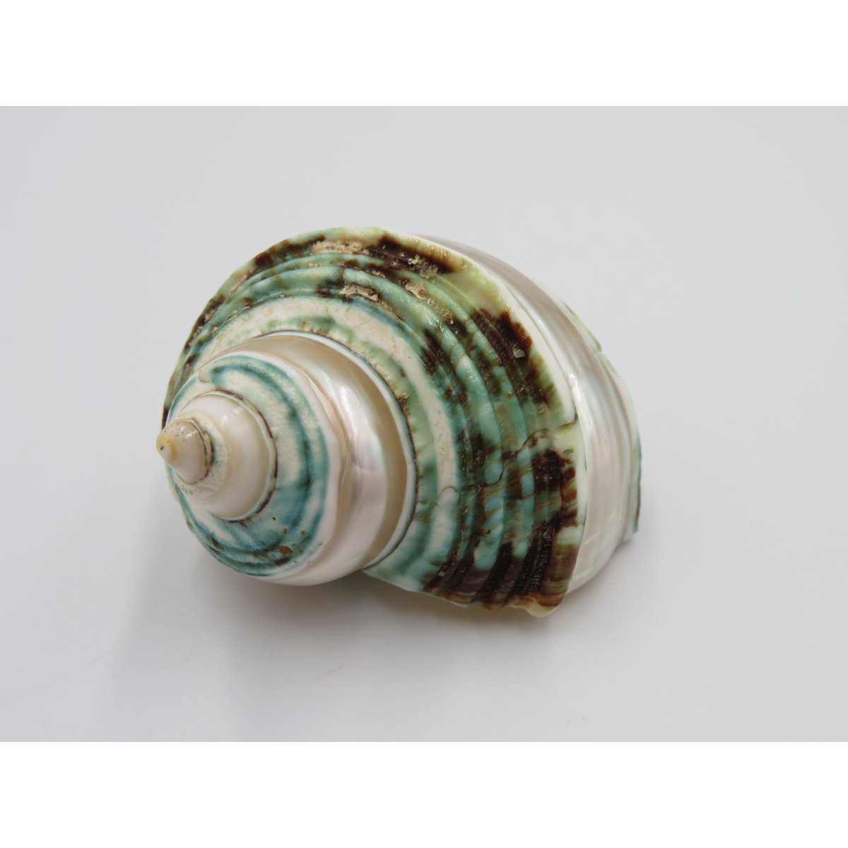 Natural shell - Talembu Poleng Green
