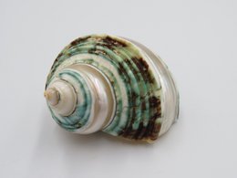 Natural shell - Talembu Poleng Green