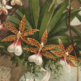 Orchid Vintage Flowers Gift Card Velvet Touch