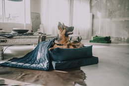 Capper, un chien et un chat pour un chien et un chat de la marque de chiot moelleux, du matériau en velours, 16 couleurs, fabriqués à la main!