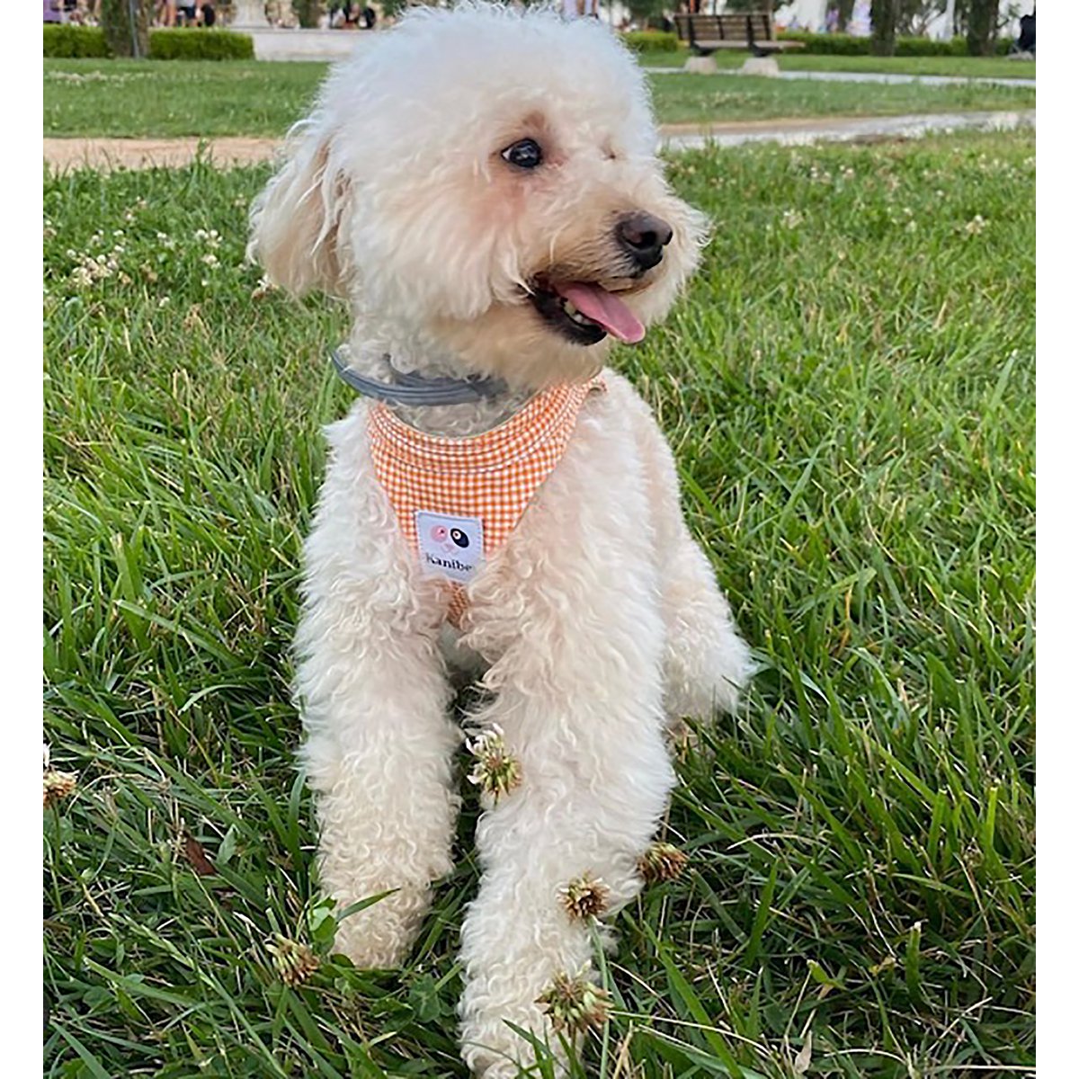 %100 Cotton Orange Tile Patterned Plain Collar Harness