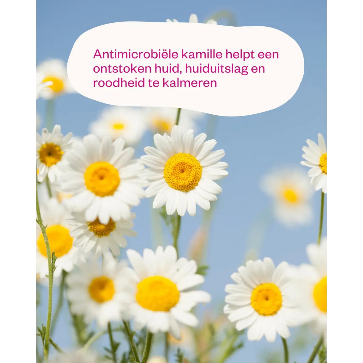 Chamomile & Probiotics - Kalmerende kamille toner