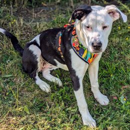 Tropical Classic Harness