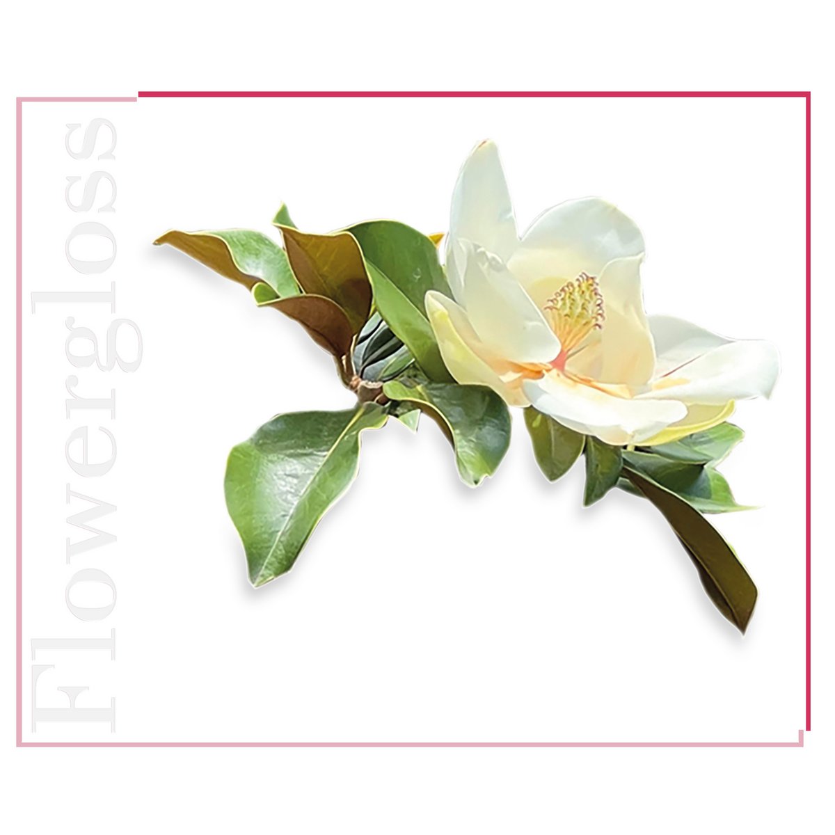 Flowergloss FG01 Magnolie | aus Obst und Gemüse ohne Titandioxid “NEW”