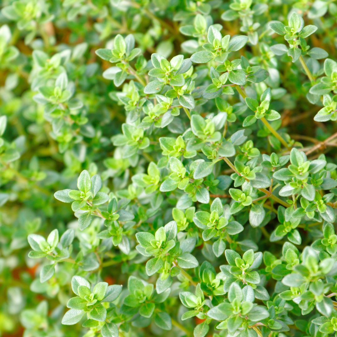 Mediterranes Thymiansalz