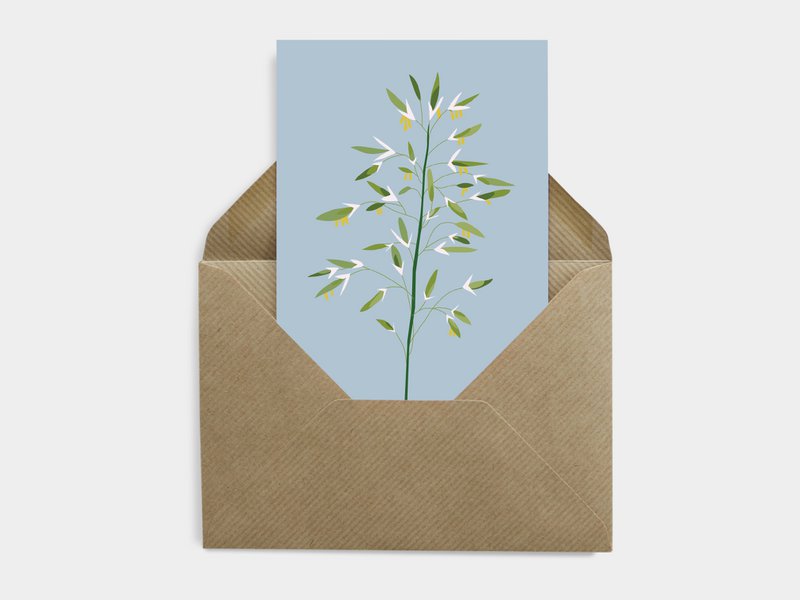 Carte Postale Botanique - Bromus