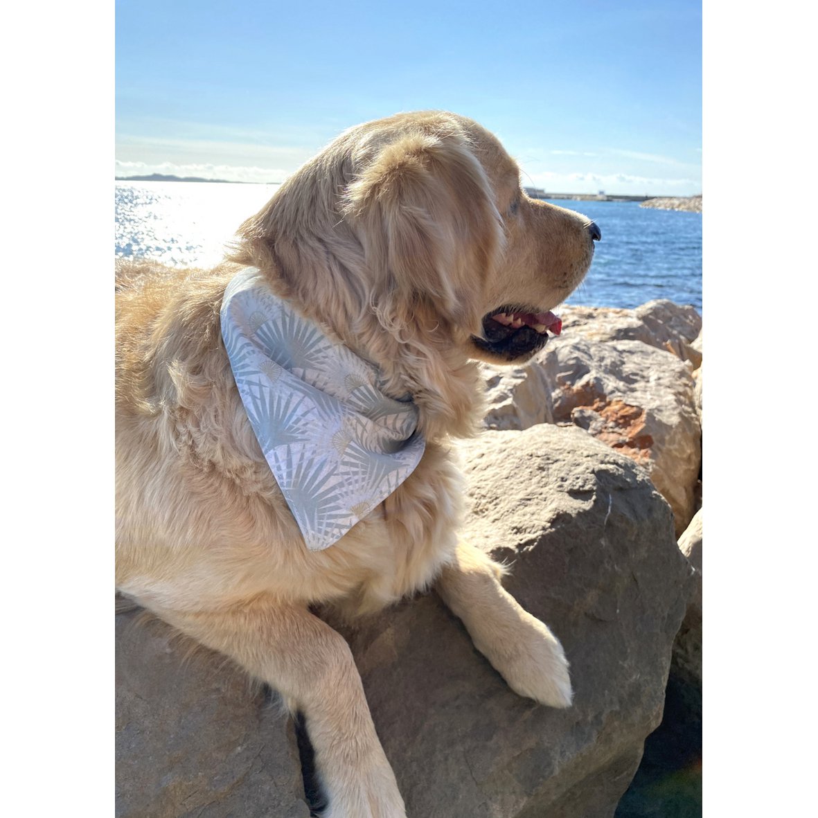 Bandana réversible "born to be wild" imp. palmiers