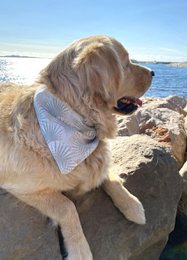 Omkeerbare bandana "born to be wild" imp. palmbomen