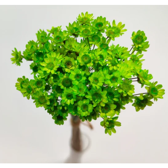 Glixia Mini-Sternblumen