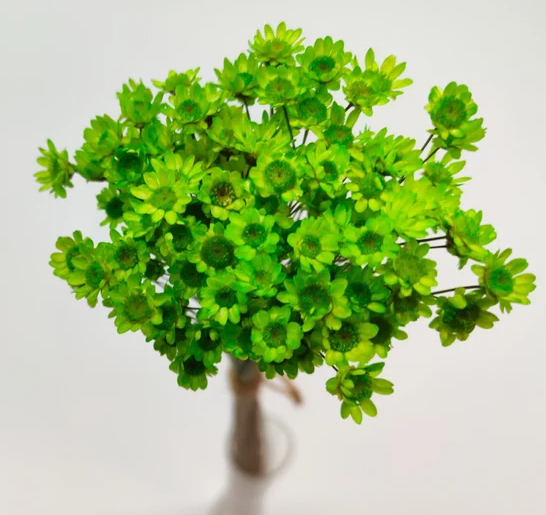 Glixia mini star flowers