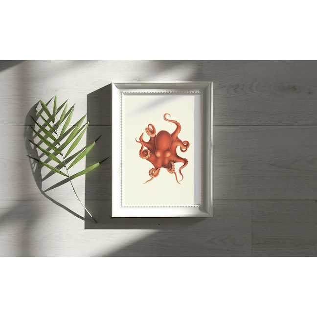 Octopus