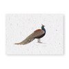 Growth chart Peacock